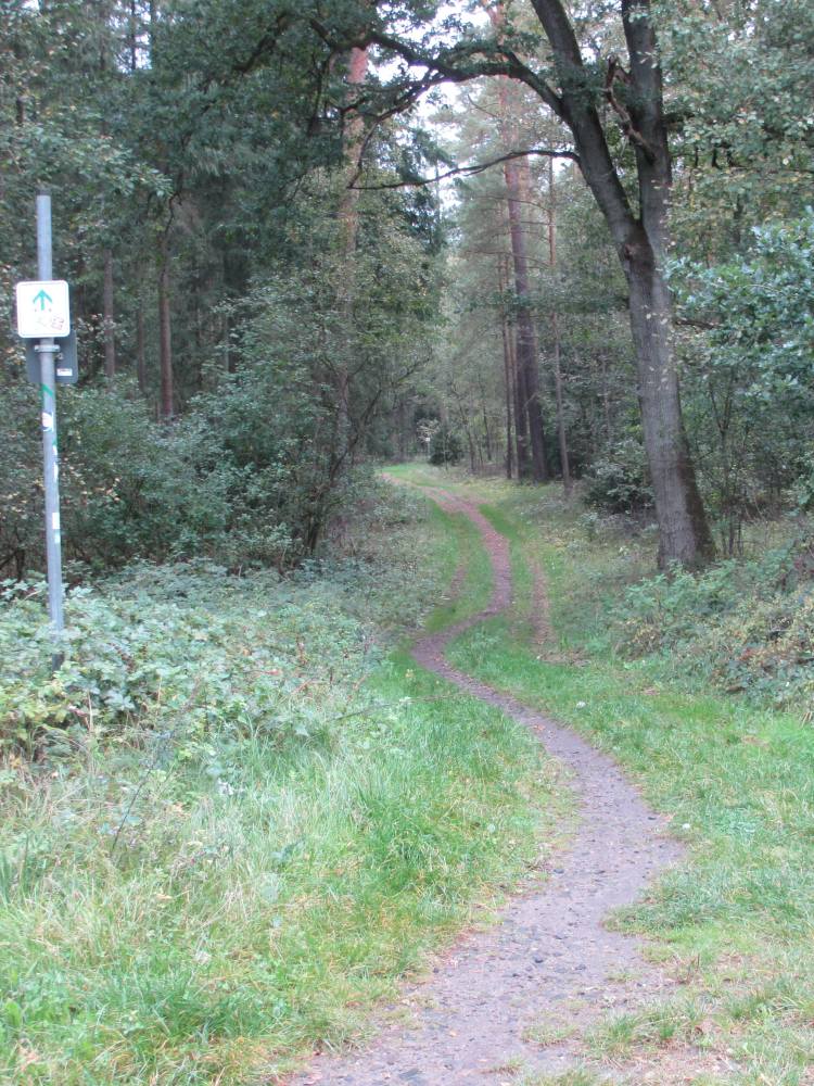 einspuriger Radweg durch den Wald