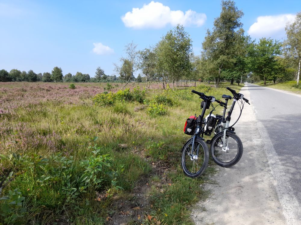 Heidebl�te